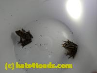 /home//u458753944/public_html/sourcegallery///////////////////////Roxborough Toad Detour/2013-2019/2017/P3270678.JPG